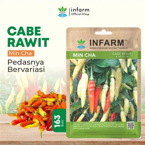 jual-benih-cabai-rawit-cepat-panen-Panen-Kunci