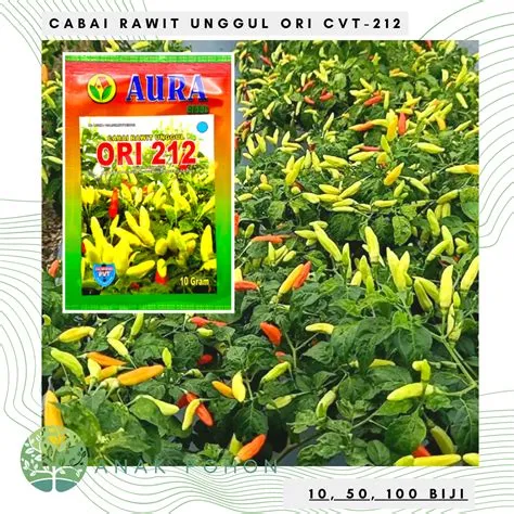 jual-benih-cabai-rawit-produktif-Produktif-Panduan
