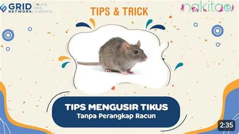 cara-mengusir-tikus-di-dalam-rumah-secara-alami-Cara-Ampuh